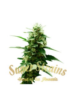 SUPER STRAINS - Mexican Candy - 1 2
