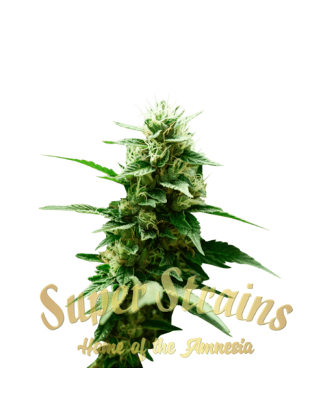 SUPER STRAINS - Mexican Candy - 2