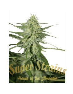 SUPER STRAINS - Fini Auto - 1 2