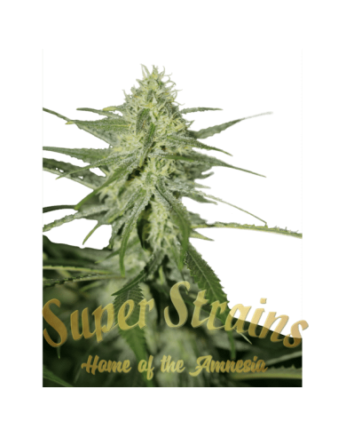 SUPER STRAINS - Fini Auto - 2