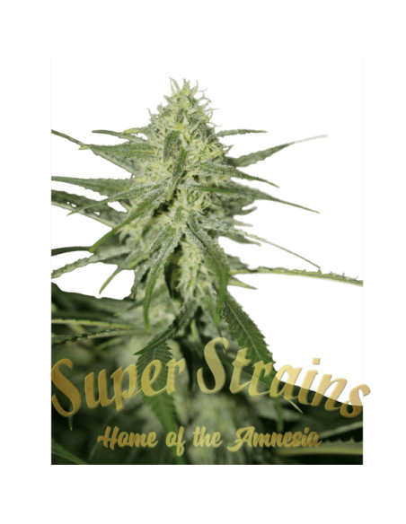 SUPER STRAINS - Fini Auto - 2