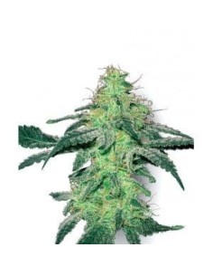 WHITE LABEL - White Skunk - 1