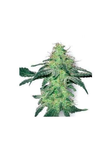 WHITE LABEL - White Skunk - 1