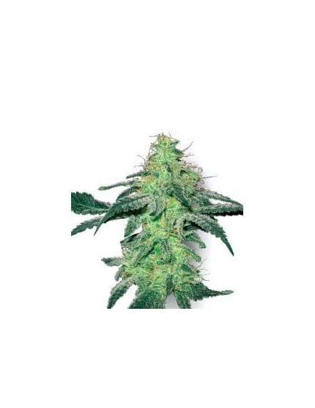 WHITE LABEL - White Skunk - 1