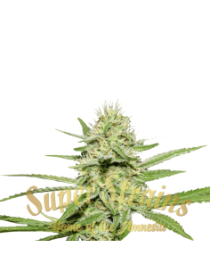 SUPER STRAINS - Enemy’s Dream - 1 2