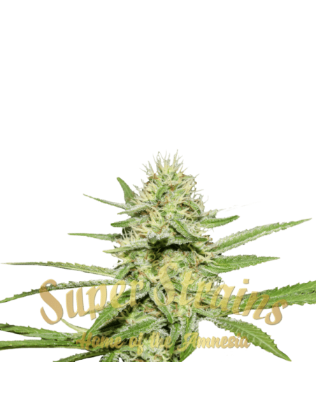 SUPER STRAINS - Enemy’s Dream - 2