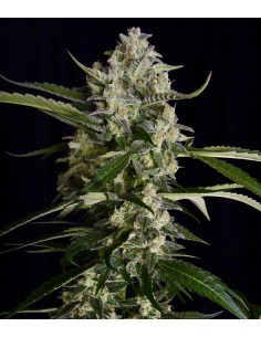 SERIOUS SEEDS - Seriosa - 1