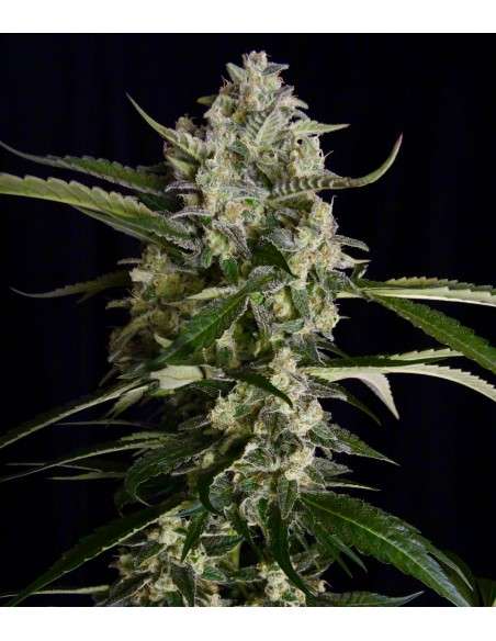SERIOUS SEEDS - Seriosa - 1