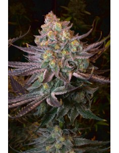 SERIOUS SEEDS - Seriotica - 1