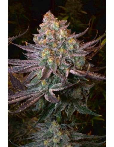 SERIOUS SEEDS - Seriotica - 1