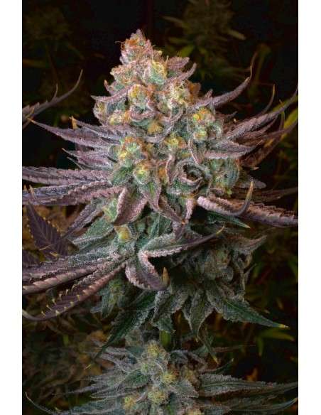 SERIOUS SEEDS - Seriotica - 1