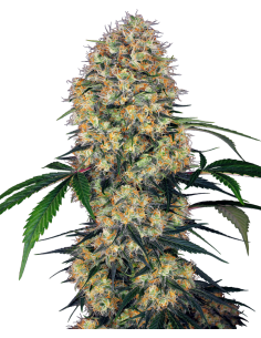 SENSI SEEDS - Sensi Amnesia XXL - 1