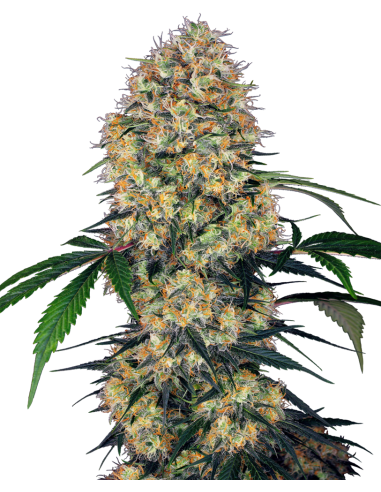 SENSI SEEDS - Sensi Amnesia XXL - 1
