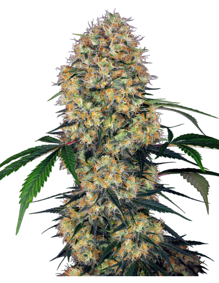 SENSI SEEDS - Sensi Amnesia XXL - 1