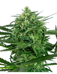 SENSI SEEDS - Sensi Amnesia - 1