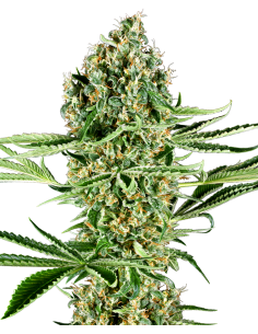 SENSI SEEDS - Critical Runtz - 1