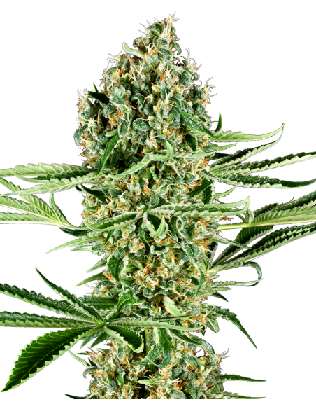 SENSI SEEDS - Critical Runtz - 1