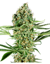 SENSI SEEDS - Critical Runtz - 1