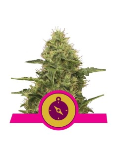 ROYAL QUEEN SEEDS - Northern Light - 1