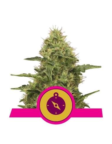 ROYAL QUEEN SEEDS - Northern Light - 1