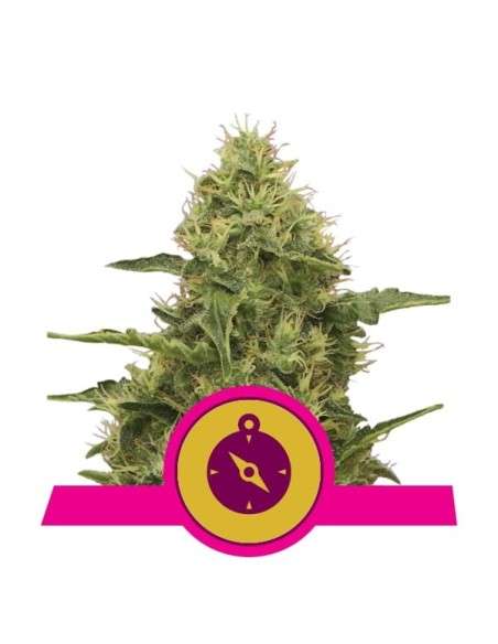 ROYAL QUEEN SEEDS - Northern Light - 1
