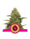 ROYAL QUEEN SEEDS - Northern Light - 1