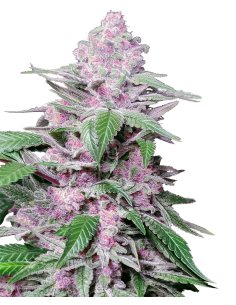 SENSI SEEDS - Purple Cookie Kush - 1