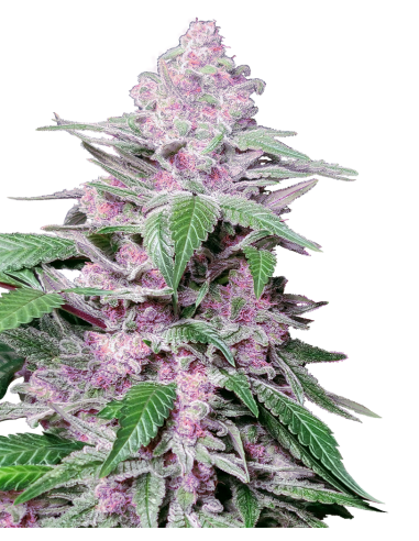 SENSI SEEDS - Purple Cookie Kush - 1