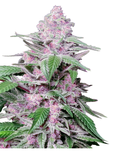 SENSI SEEDS - Purple Cookie Kush - 1