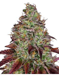SENSI SEEDS - Tezla OG - 1