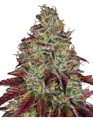 SENSI SEEDS - Tezla OG - 1