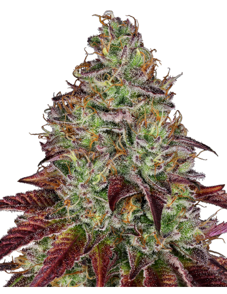 SENSI SEEDS - Tezla OG - 1