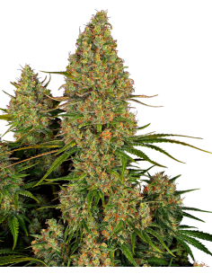 SENSI SEEDS - Sticky Orange XXL Auto - 1
