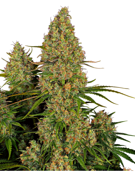 SENSI SEEDS - Sticky Orange XXL Auto - 1