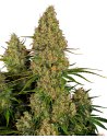 SENSI SEEDS - Sticky Orange XXL Auto - 1