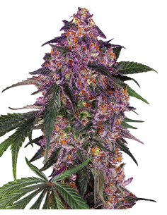 SENSI SEEDS - Sensi Purple Kush - 1