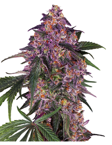 SENSI SEEDS - Sensi Purple Kush - 1