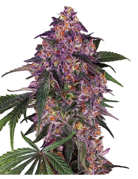 SENSI SEEDS - Sensi Purple Kush - 1