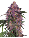 SENSI SEEDS - Sensi Purple Kush - 1
