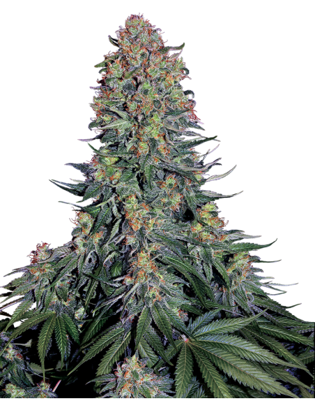 SENSI SEEDS - Blue Skunk - 1