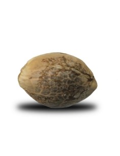 ROYAL QUEEN SEEDS - Northern Light - 1 2