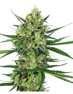 SENSI SEEDS - Tangerine Sugar - 1