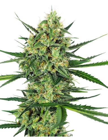 SENSI SEEDS - Tangerine Sugar - 1