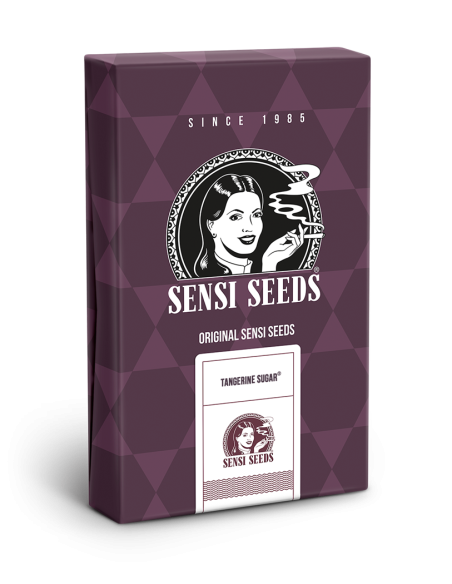 SENSI SEEDS - Tangerine Sugar - 2