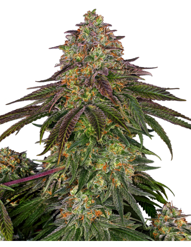 SENSI SEEDS - Sweet Cherry Kush - 1