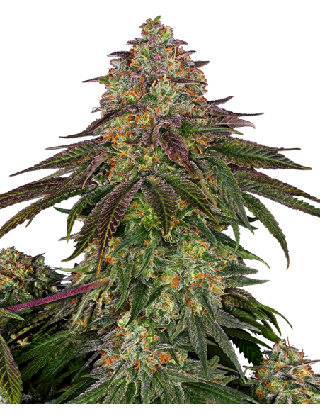 SENSI SEEDS - Sweet Cherry Kush - 1
