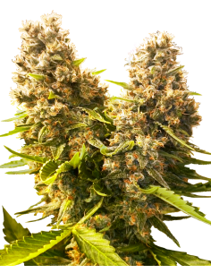 SENSI SEEDS - Banana Kush Cake Auto - 1