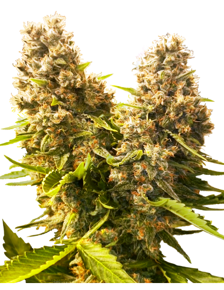 SENSI SEEDS - Banana Kush Cake Auto - 1