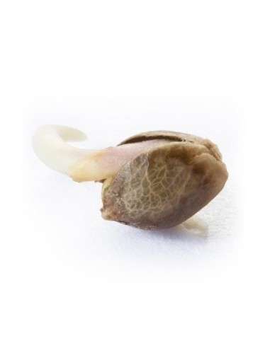 ROYAL QUEEN SEEDS - Northern Light - 3
