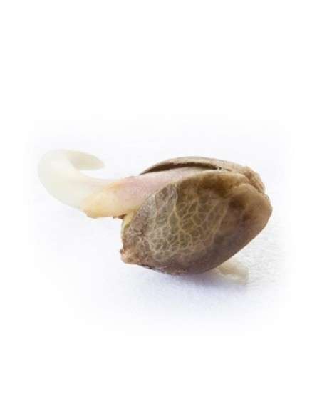 ROYAL QUEEN SEEDS - Northern Light - 3